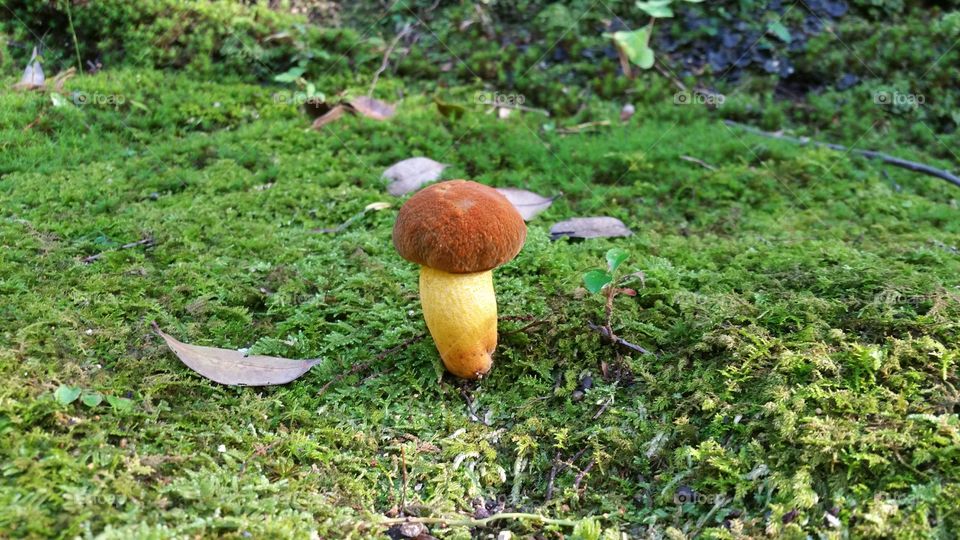 A solidão de um cogumelo e a perfeição da natureza!