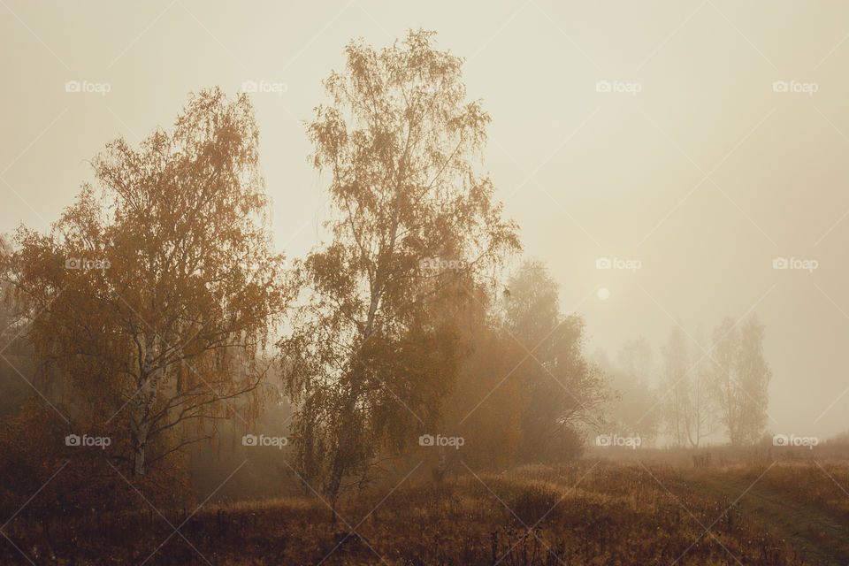 Autumn misty landscape at early morning 