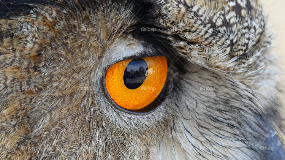 Best Macro Shot - Owl eyes - Owl with orange eyes are crepuscular - they’re active during low light periods such as dusk and dawn. They prefer hunting for their meal in the soft light of the early morning