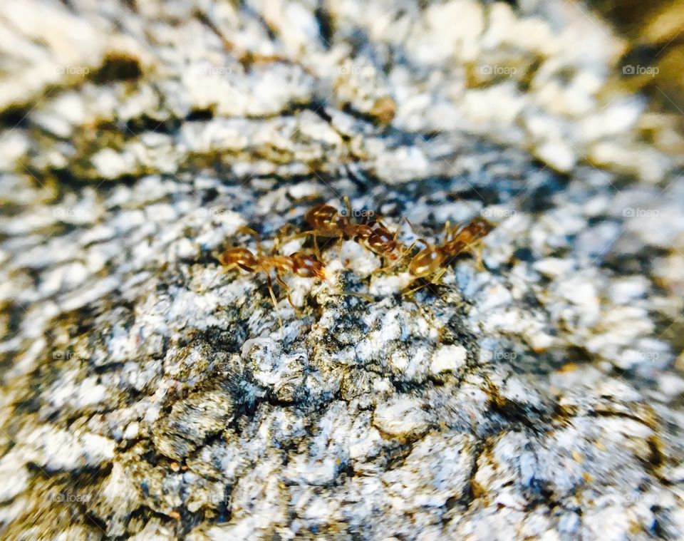crawling ants on tree trunk