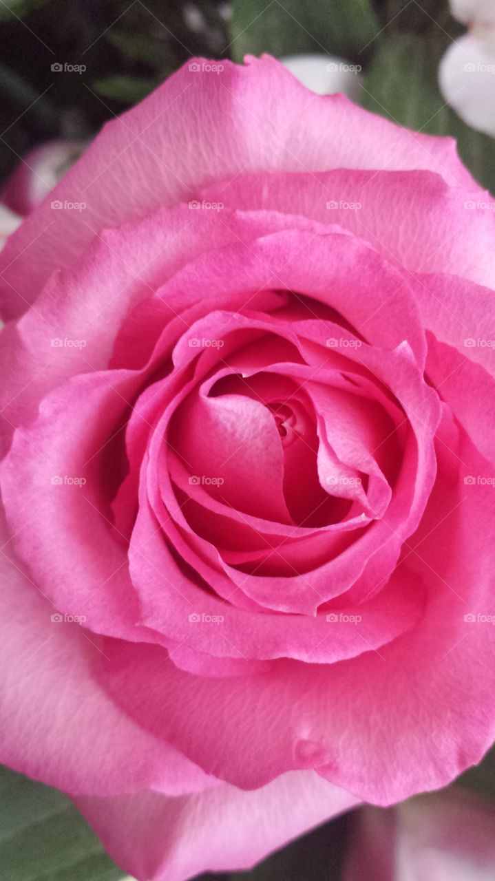 pink rose