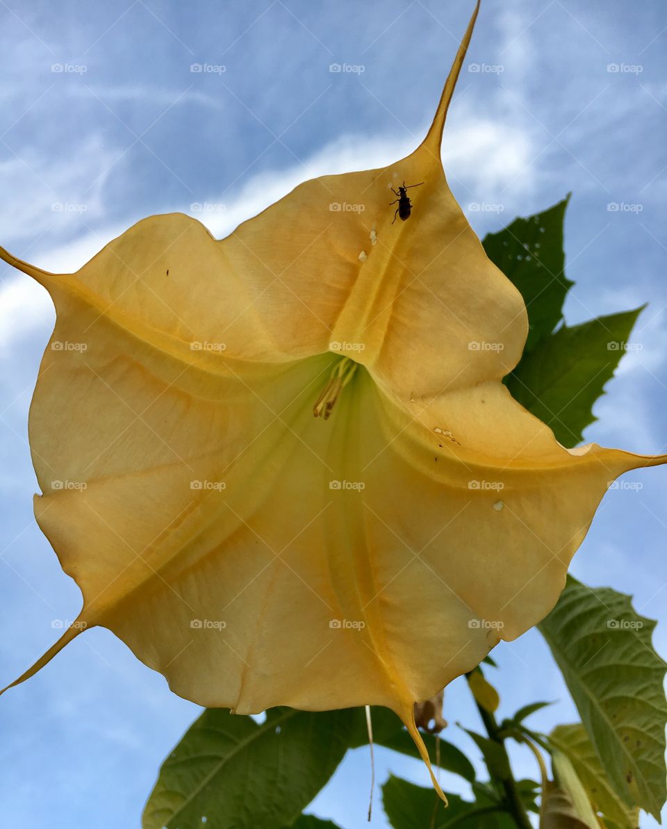 Bright Autumn Bellflower