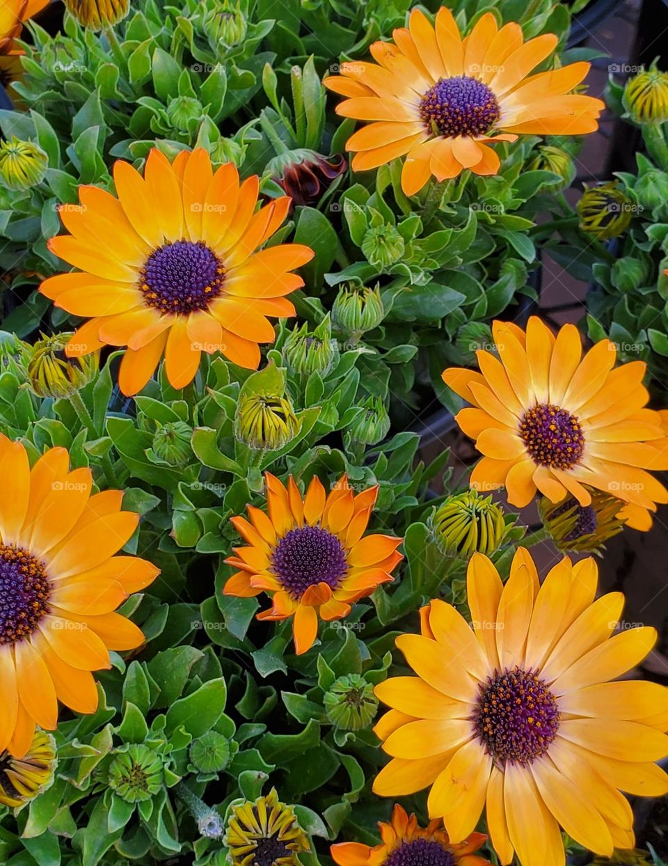 Orange Flowers in the Garden