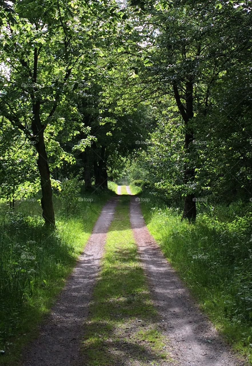 Summer path. Green Forrest country path 
