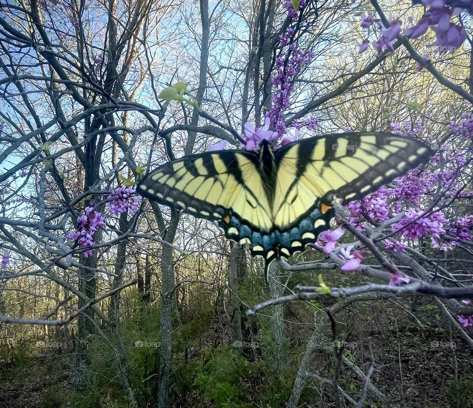 Yellow Butterfly 