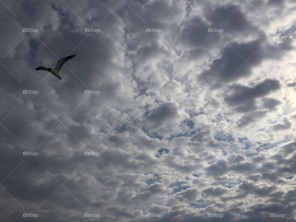 Seagull Flying in a Cloudy Beach Sky