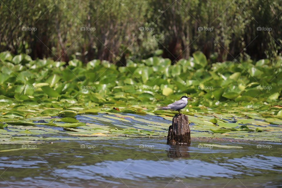 Beauty of nature - Skadar lake