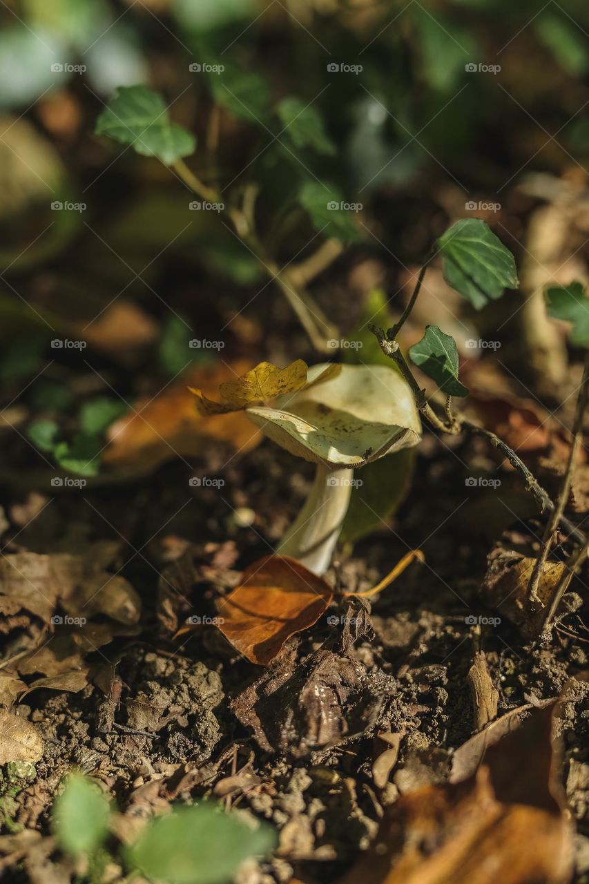 mystical beautiful mushrooms in lechu, mushrooms are listed in various rivers, shapes and forms of mushroom origin.