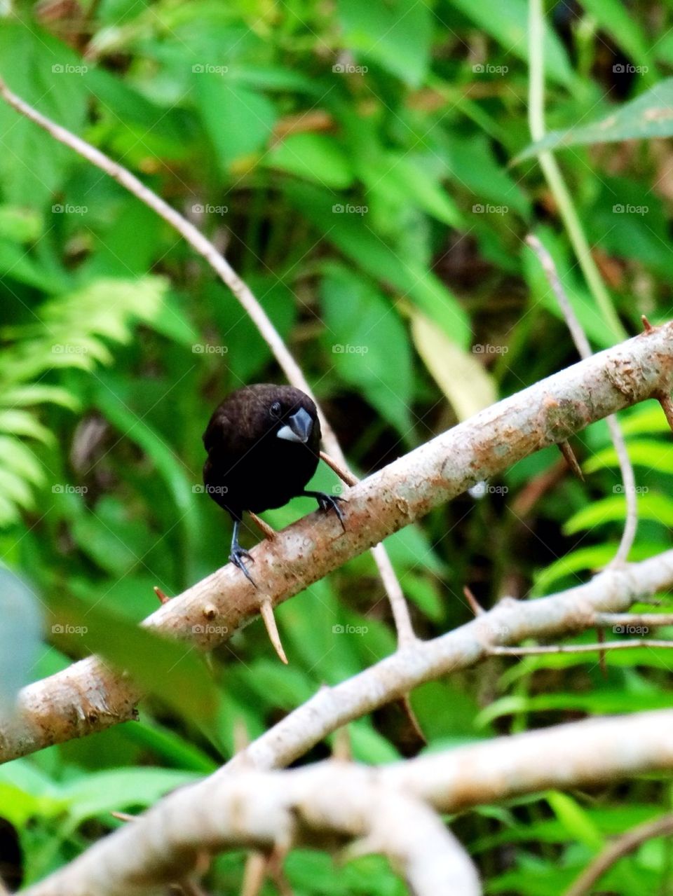 A Dusky Munia (a species of bird)