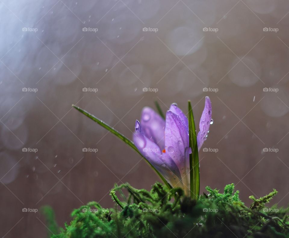 spring crocus flower