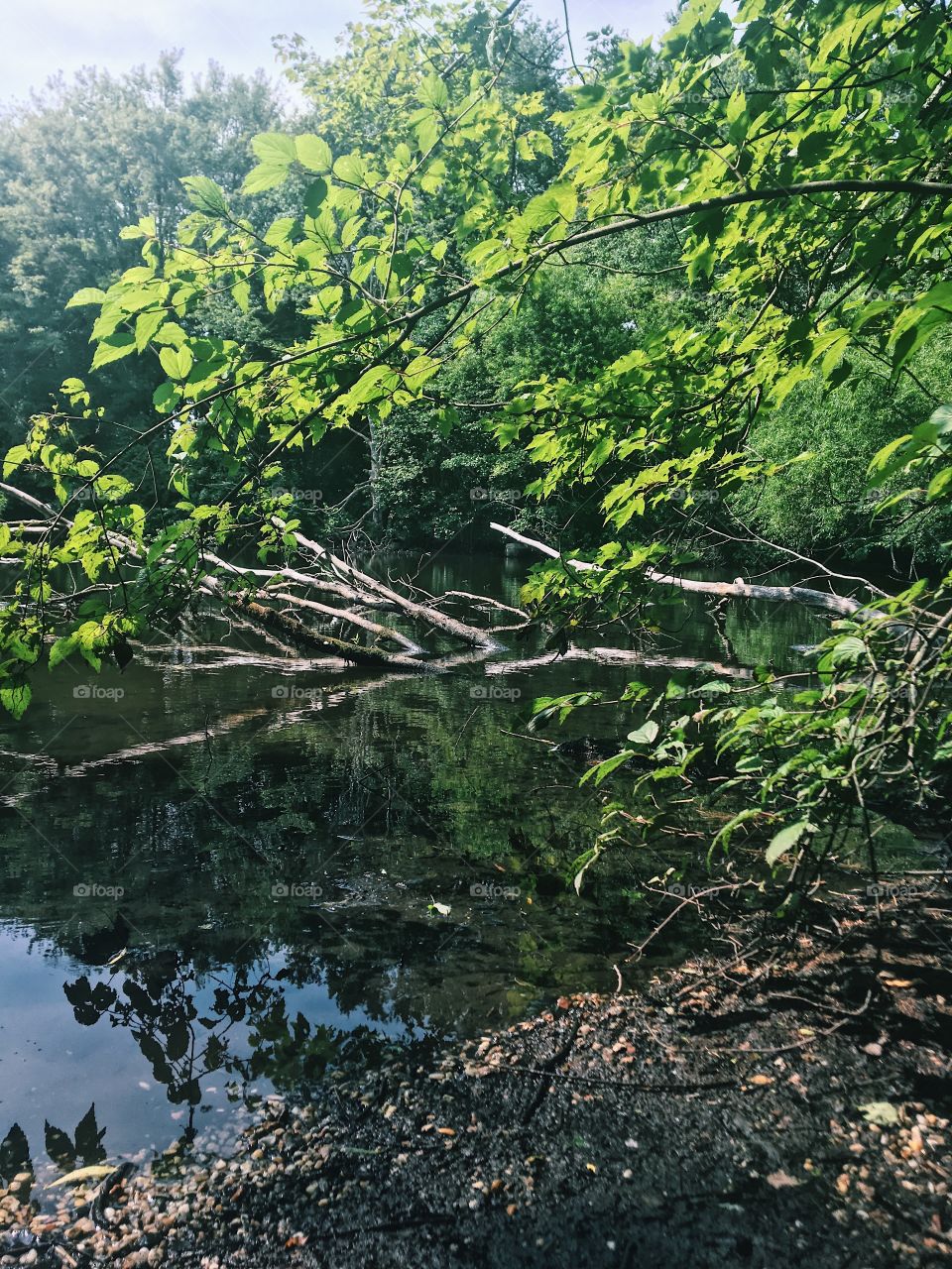 A calm summer day by a vernal pond