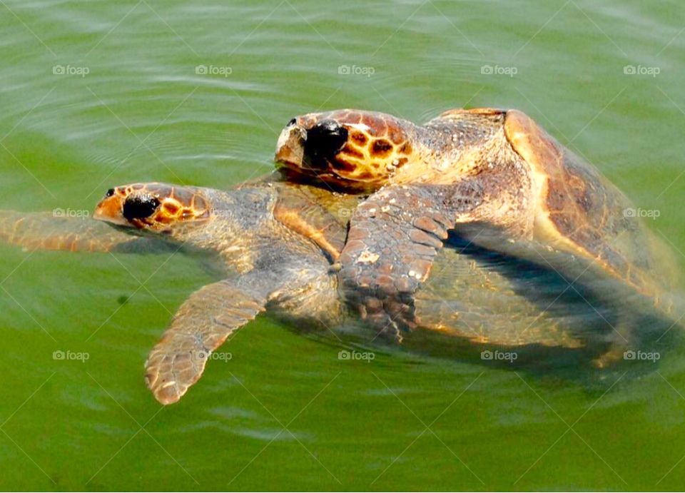 Two sea turtles 🐢