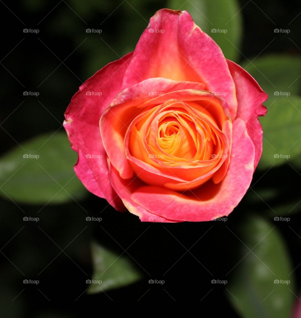 night photography taking a picture are they Rose with its red and yellow petals