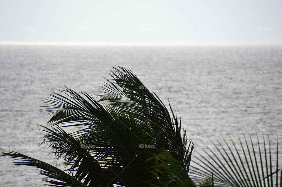 Palm tree against sea