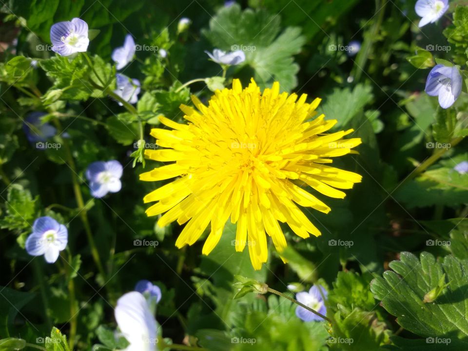 spring flower