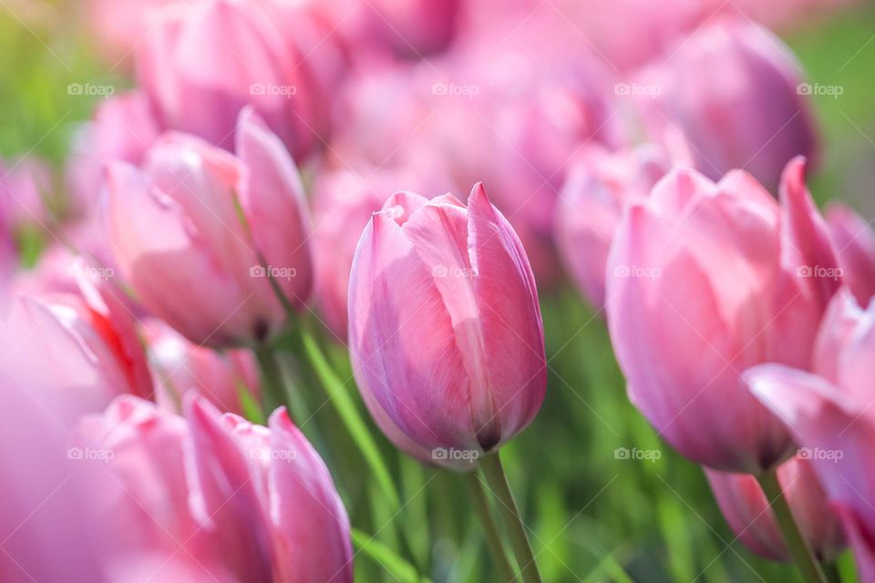 Field of gorgeous pink tulips