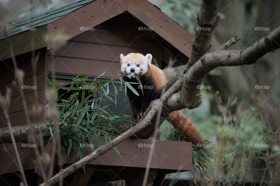 Cheeky red panda