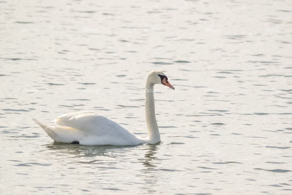 Swiming swan