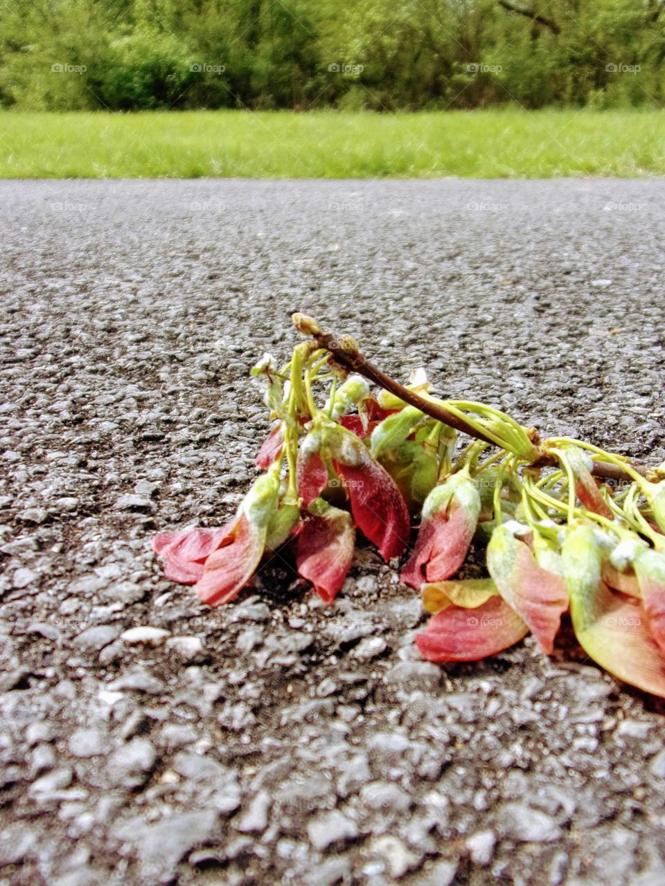 Fallen seedlings on asphalt, parenting fail.