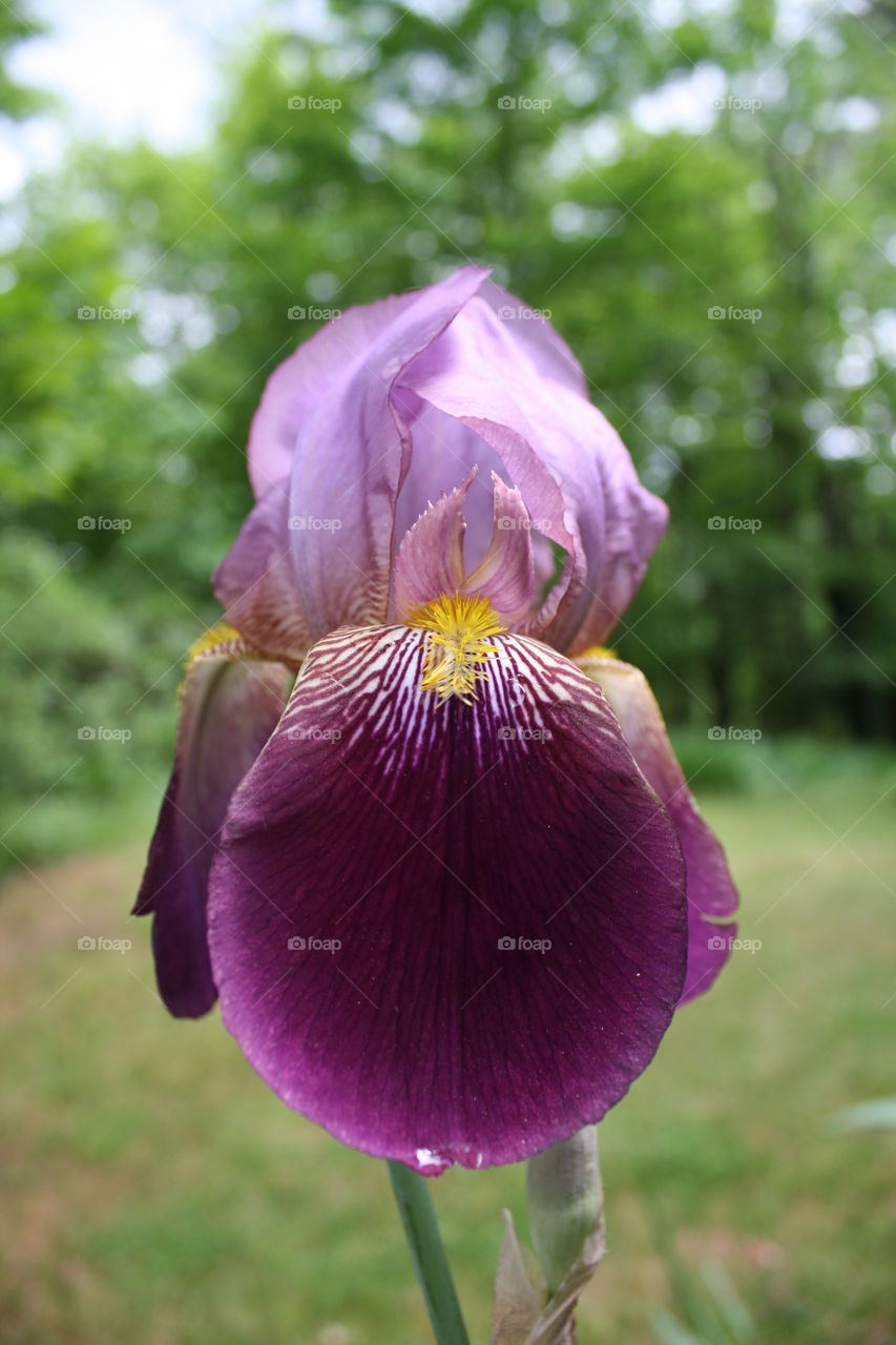 Adirondack Iris 