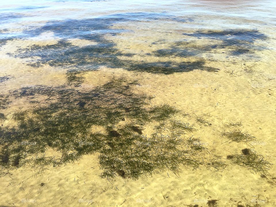 Sea grass