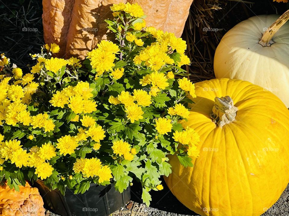 Mums and pumpkin in vibrant fall colors. 