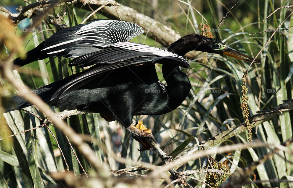 Anhinga