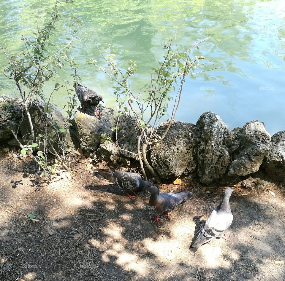 Lake, pigeons.