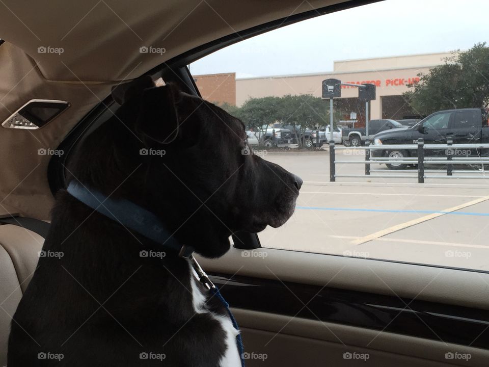 Black lab in a car