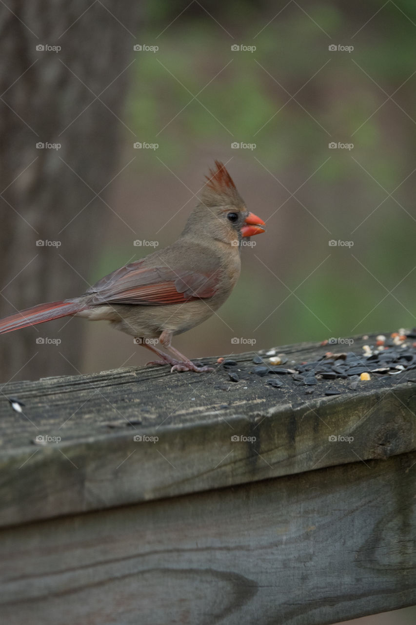 Female cardinal with pretty orange beak eating sunflower seeds on fence in wooded park