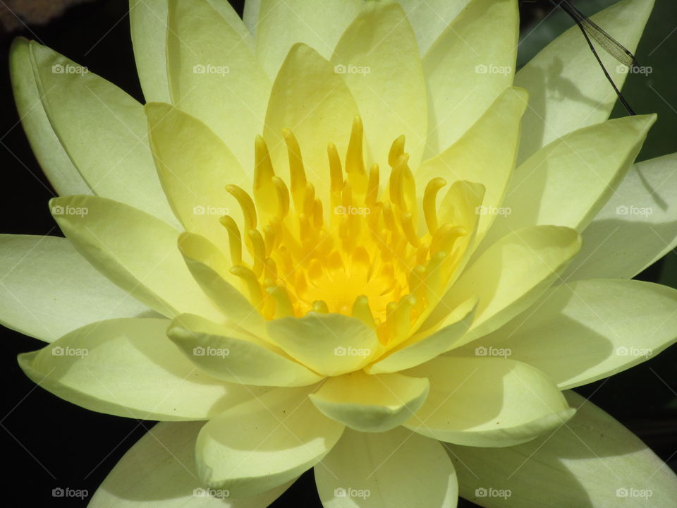 Water Lily 