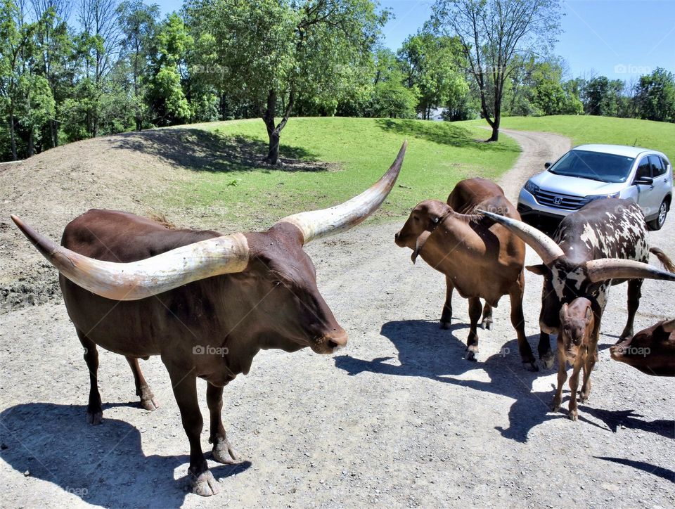 Long horn cow in the road