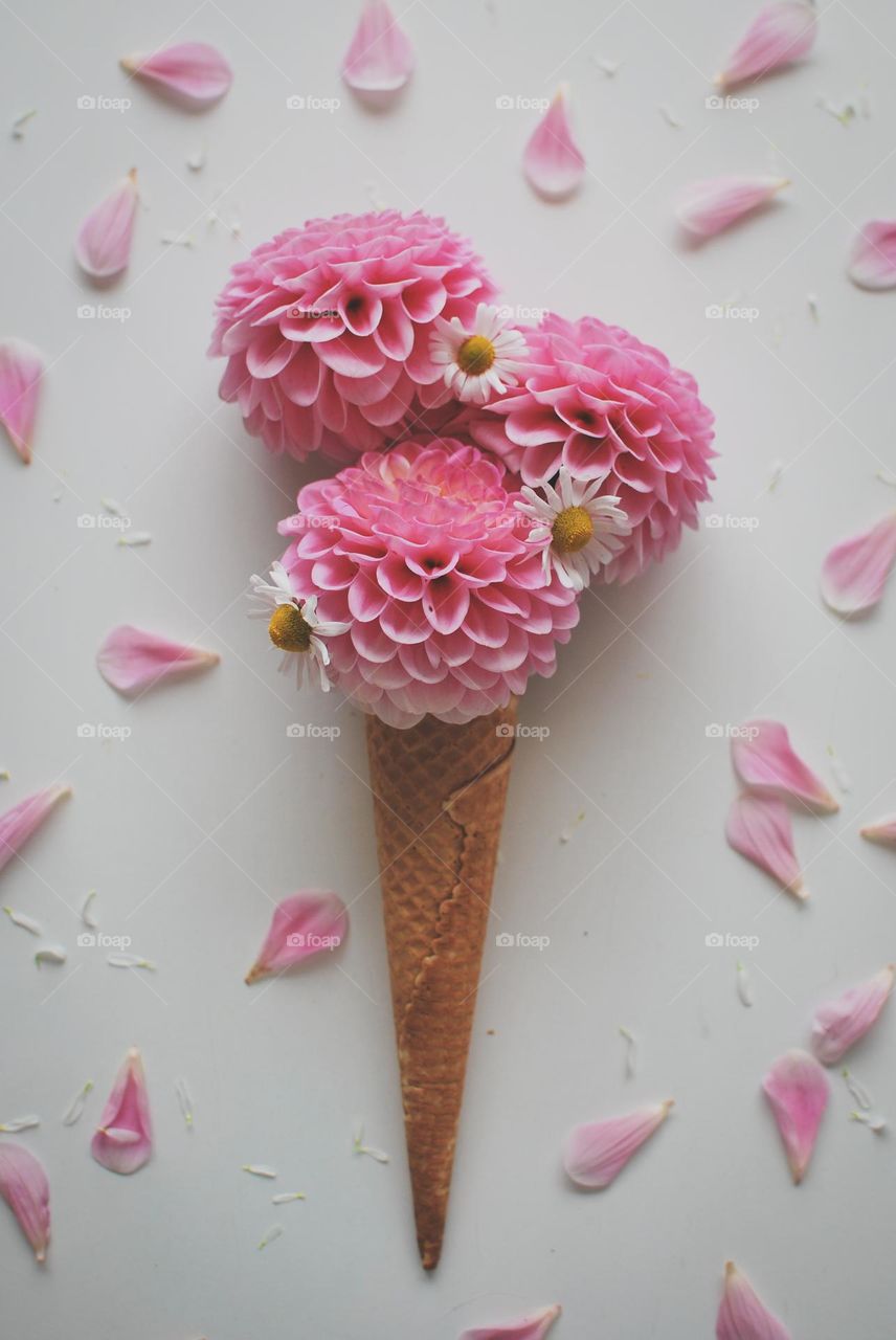 Dahlia summer icecream - pink flower daisy cone