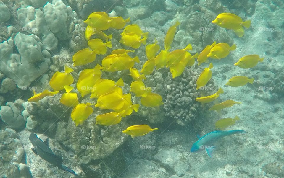 Underwater, Coral, Fish, Reef, Ocean