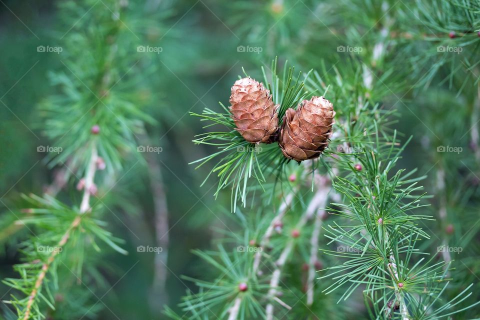 pine