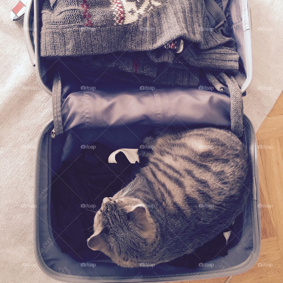 Kitten in the luggage