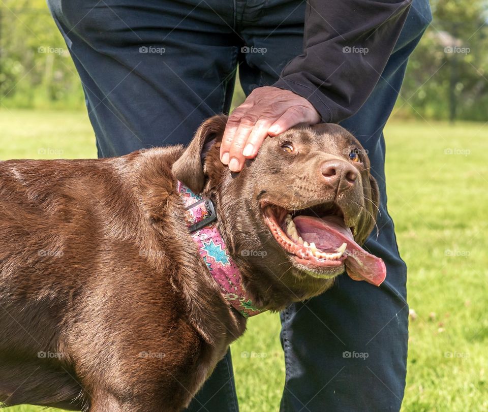 Chocolate Labrador with tongue out and big smile gets pet from human