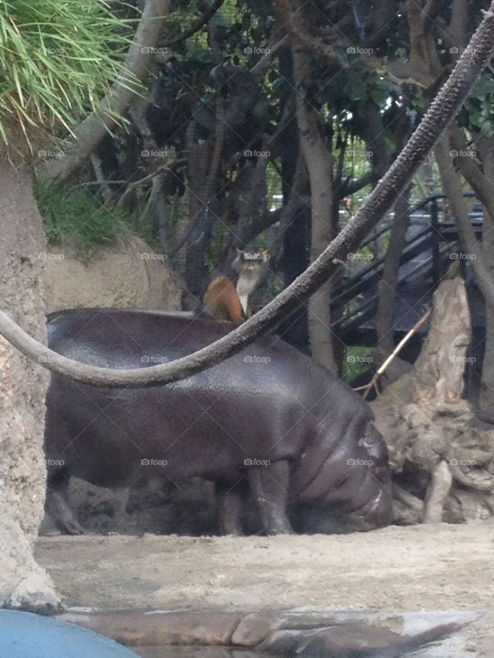 Hippo and friend 