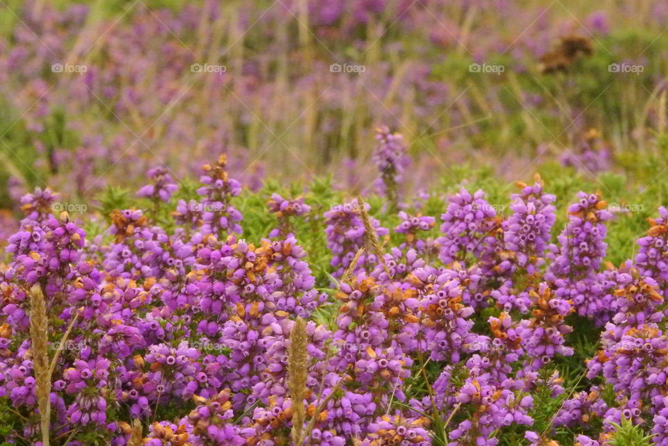 purple flower field
