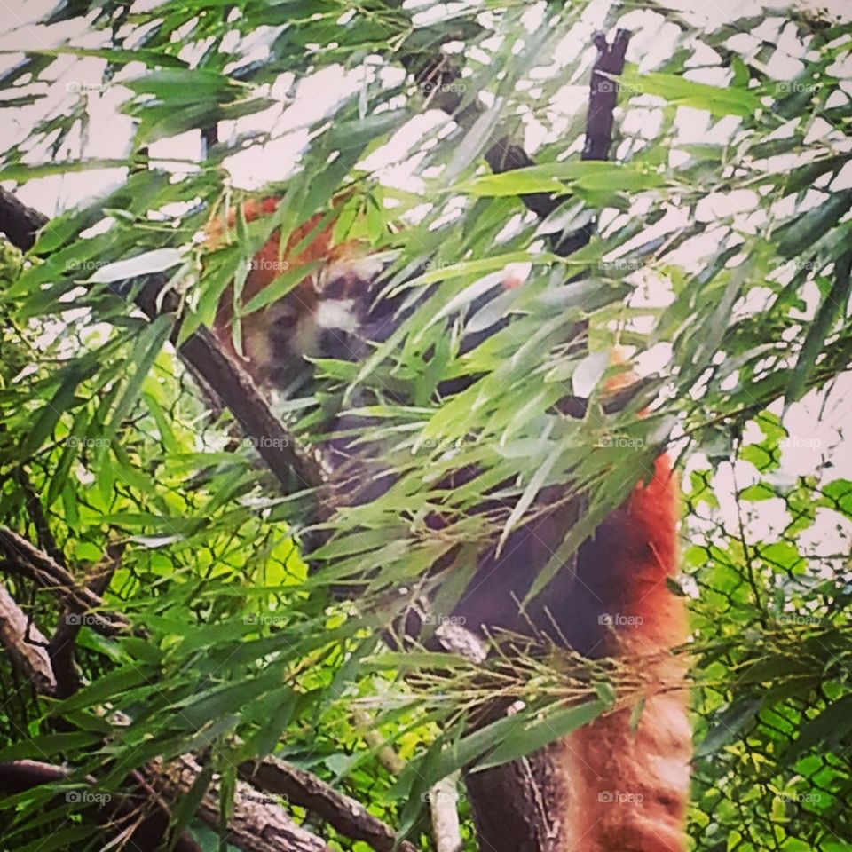 Adorable Red Panda