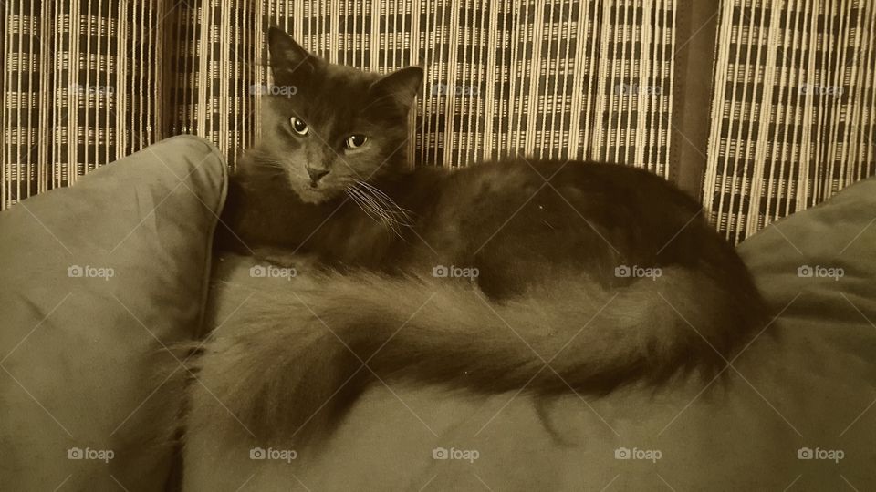 This majestic kitty is named Willy and he's such a cutie.