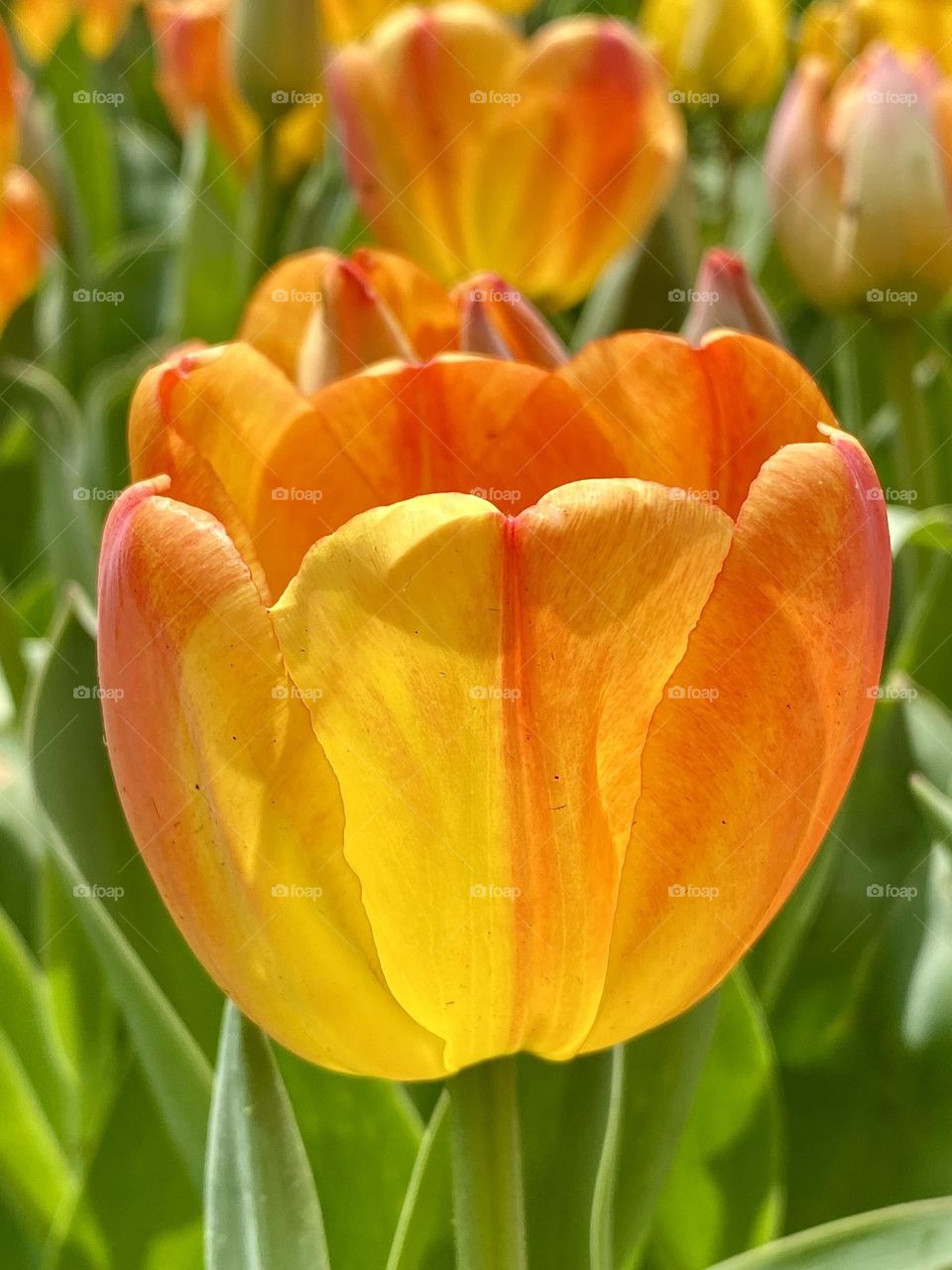 Close up of a bright yellow and orange tulip