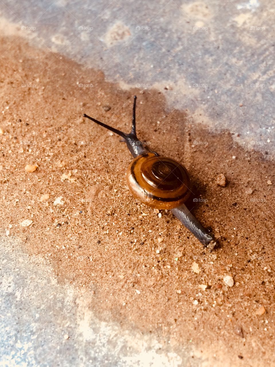 snail 🐌 