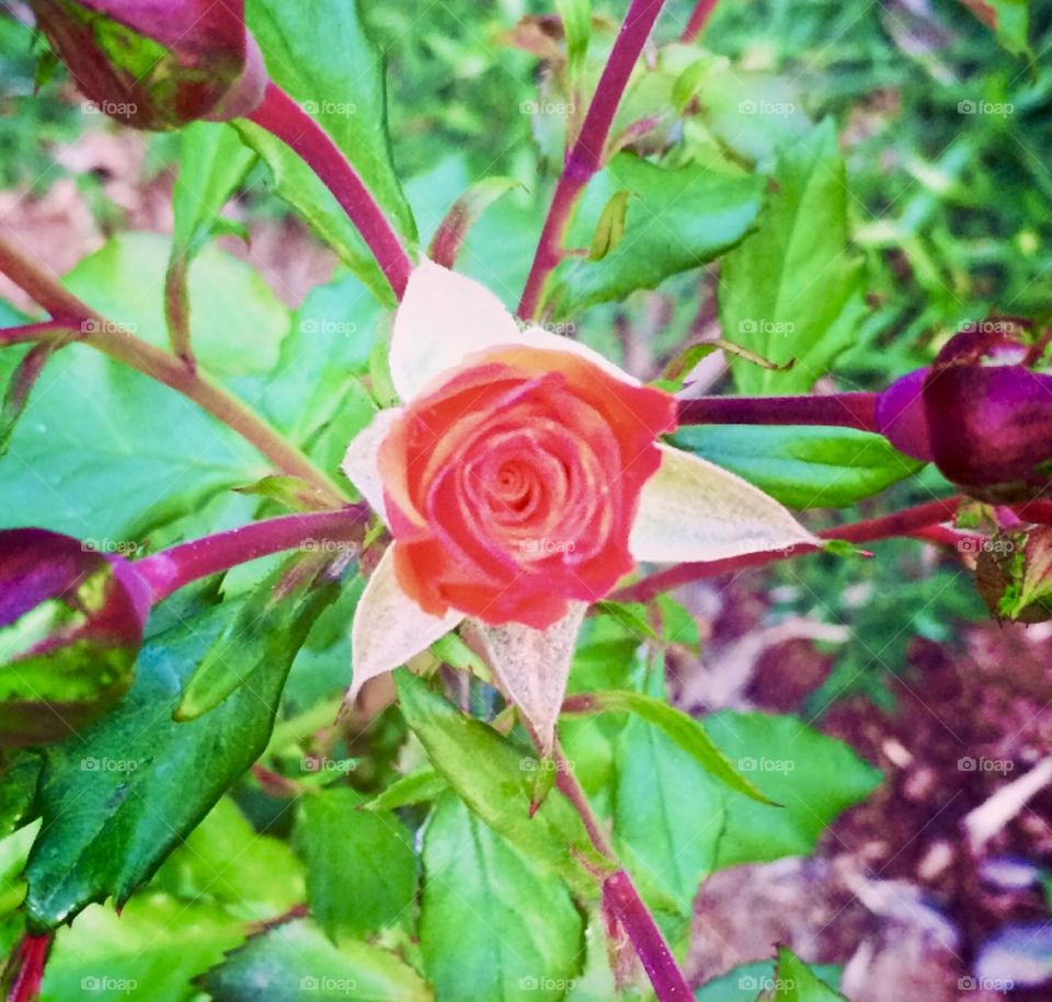 🌹 🇺🇸 Very beautiful flowers to brighten our day.  Live nature and its beauty. Did you like the delicate petals? / 🇧🇷 Flores muito bonitas para alegrar nosso dia. Viva a natureza e sua beleza. Gostaram das pétalas delicadas? 