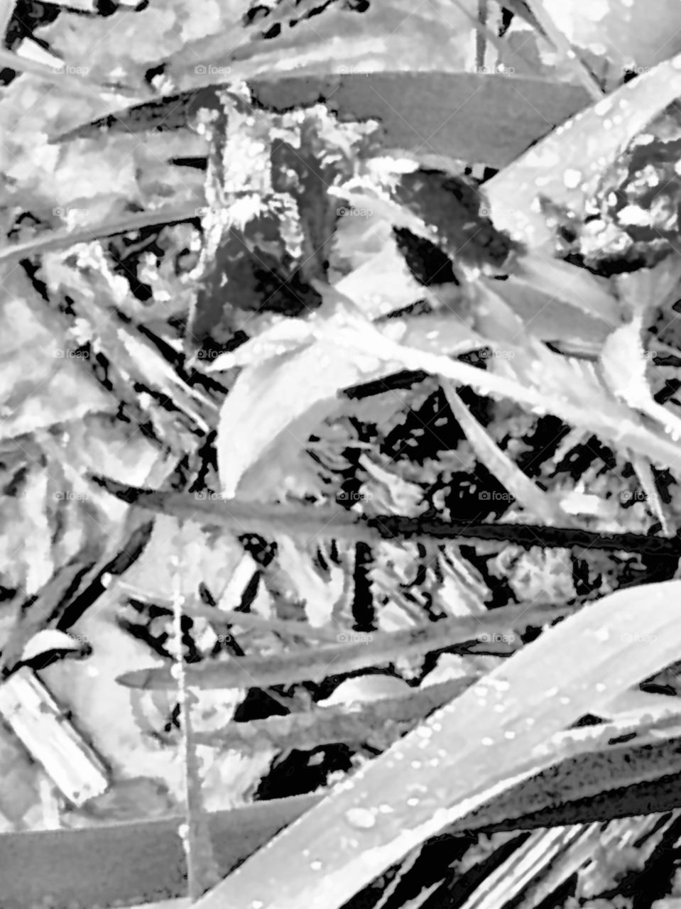 Purple iris done in black and white contrast manipulated brightness shadows etc.