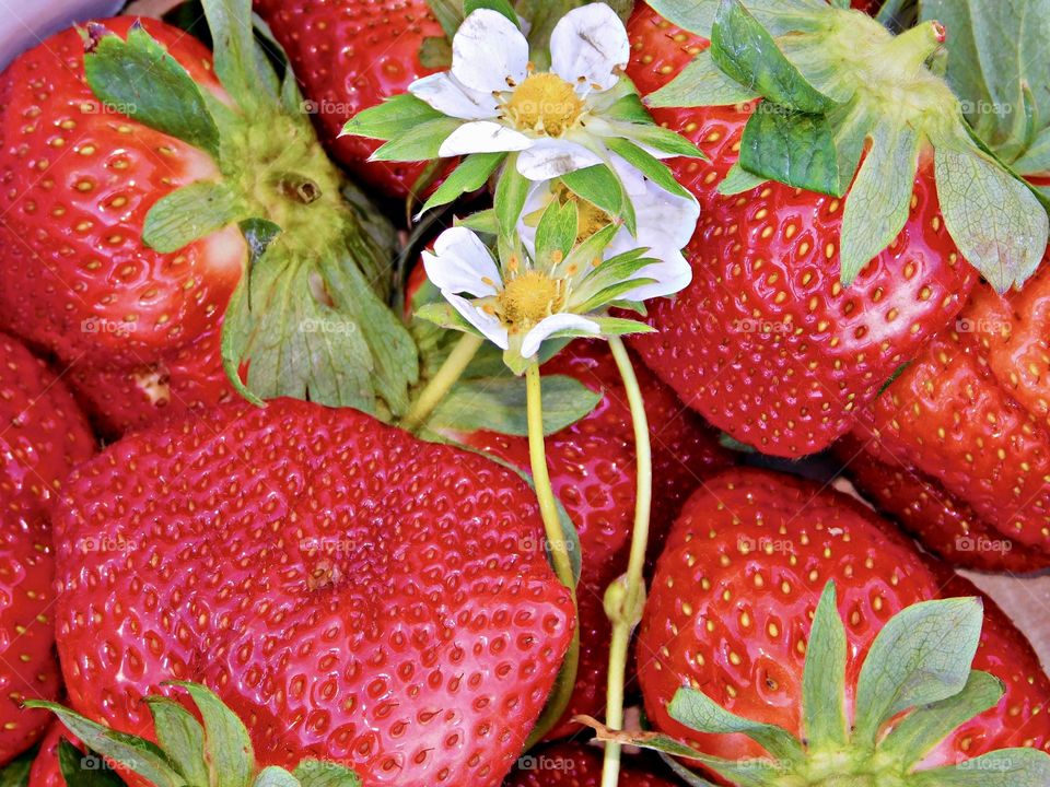A cluster of strawberries with their flower an leaves attached. Strawberries provide a great source of vitamin C. 