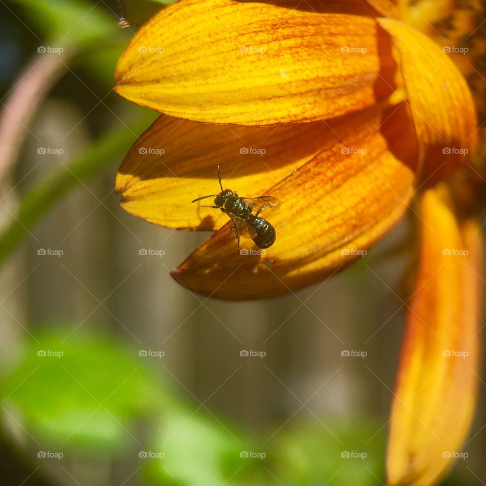 A stingless bee in search of pollen 