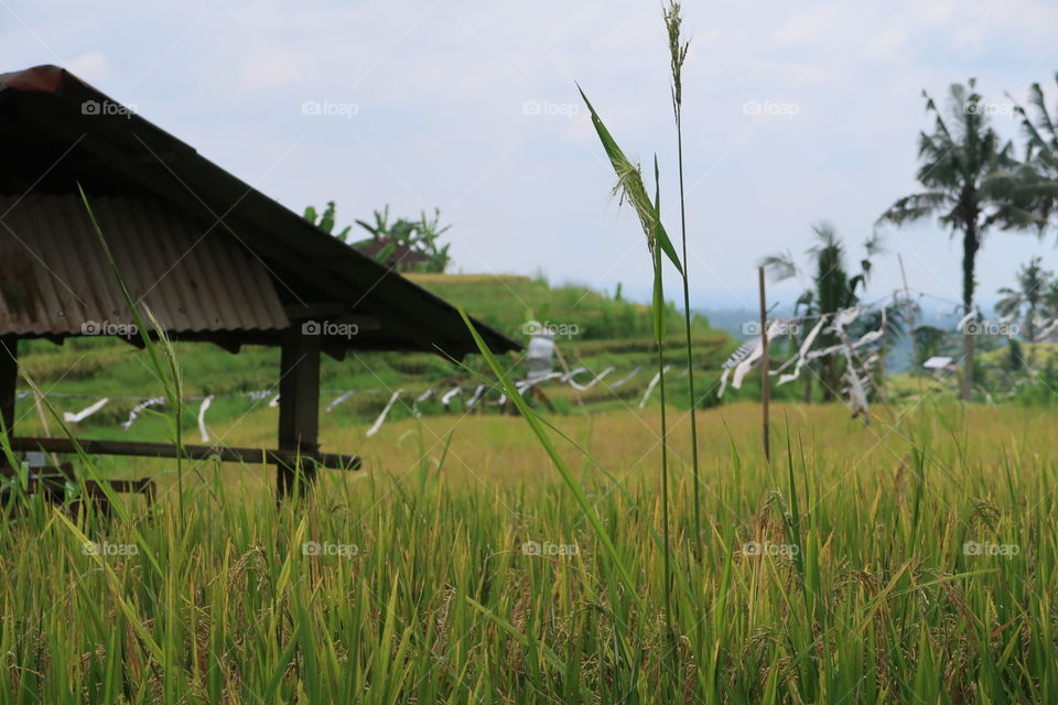 View of paddy field