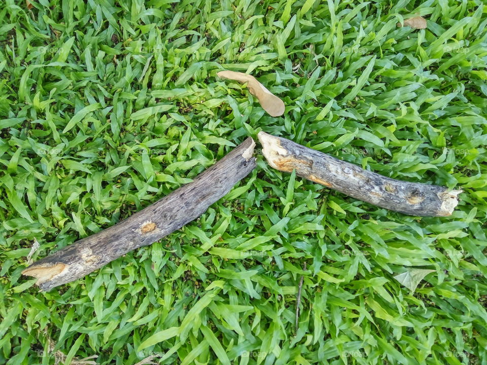 crack wood branches on the green grass.
