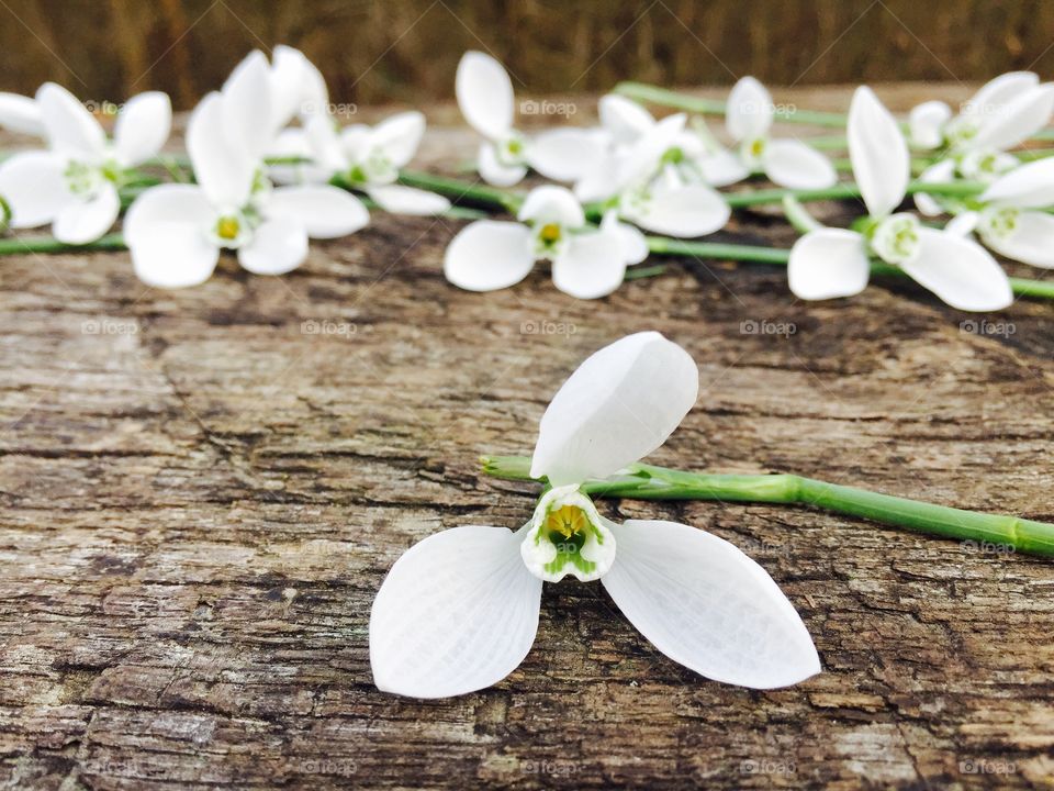 Snowdrops on wooden table